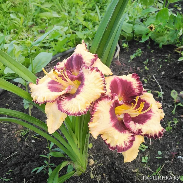 превью изображения отзыва