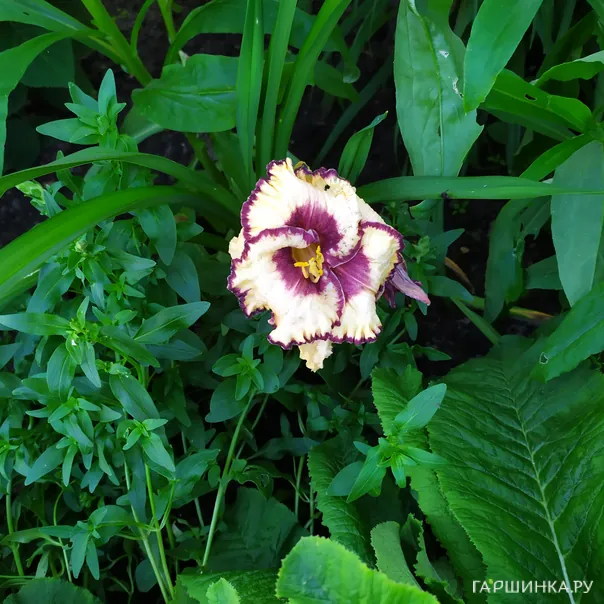 превью изображения отзыва