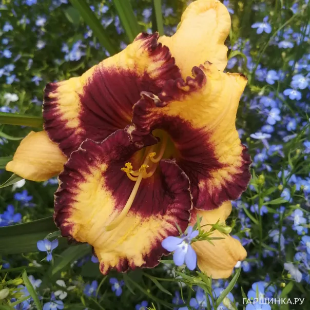 превью изображения отзыва