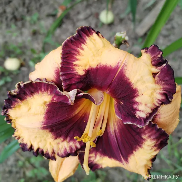 превью изображения отзыва