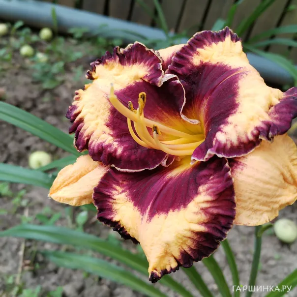 превью изображения отзыва