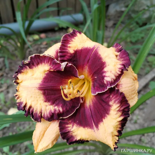 превью изображения отзыва