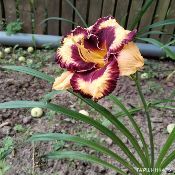 превью изображения отзыва