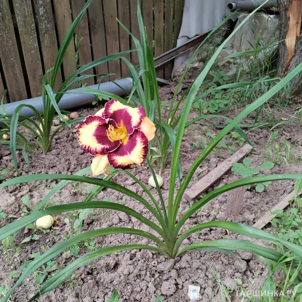 превью изображения отзыва