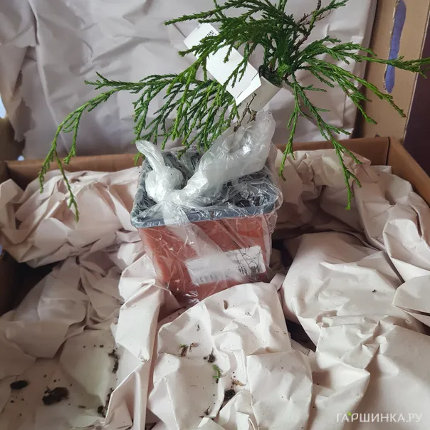 превью изображения отзыва