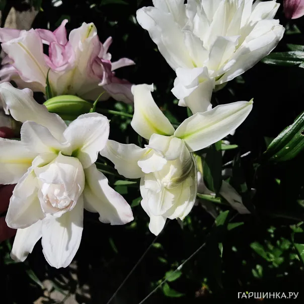 превью изображения отзыва