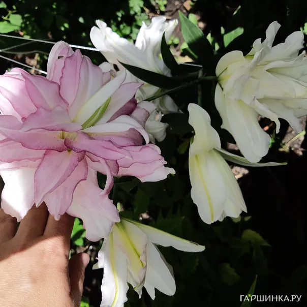 превью изображения отзыва