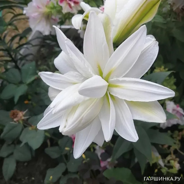 превью изображения отзыва