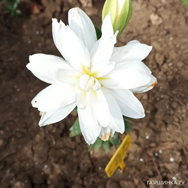 превью изображения отзыва