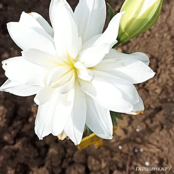 превью изображения отзыва