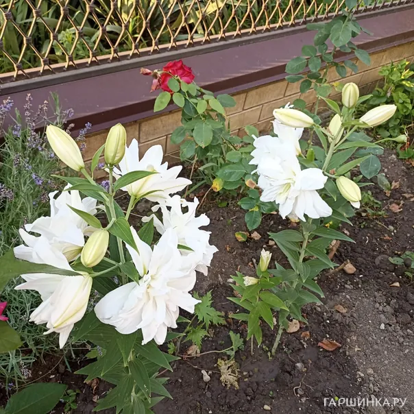 превью изображения отзыва