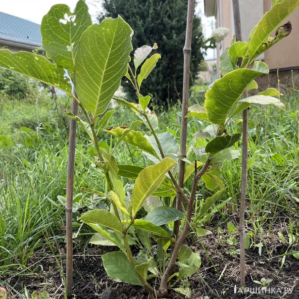 превью изображения отзыва