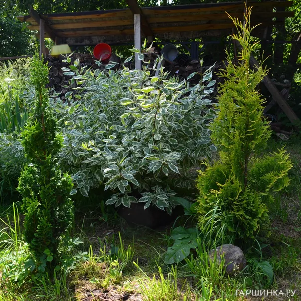 превью изображения отзыва