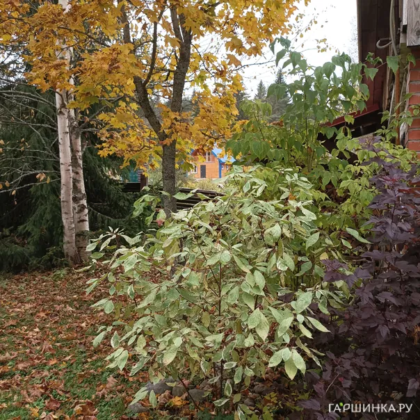 превью изображения отзыва