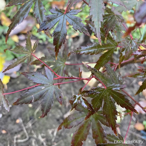 превью изображения отзыва