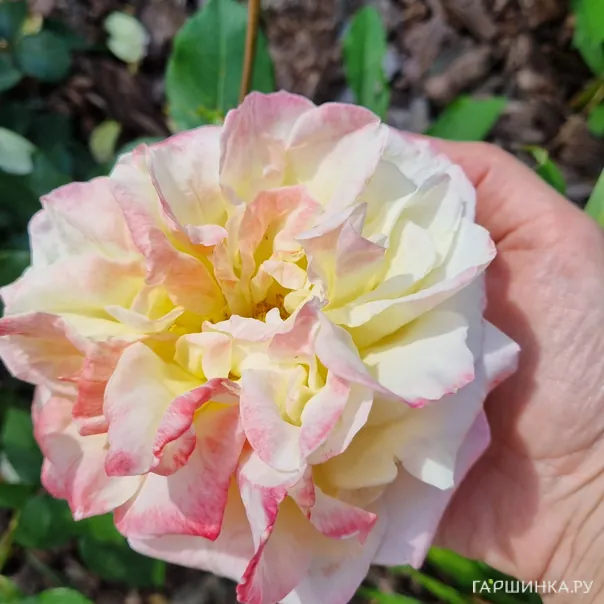 превью изображения отзыва