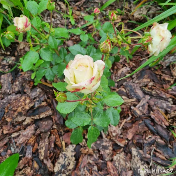 превью изображения отзыва