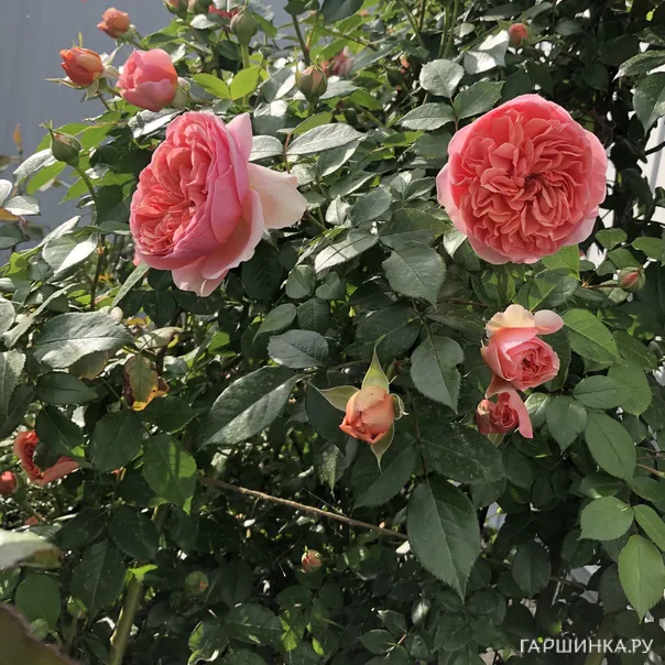 превью изображения отзыва