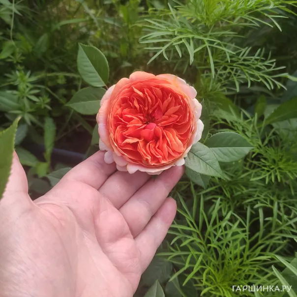 превью изображения отзыва