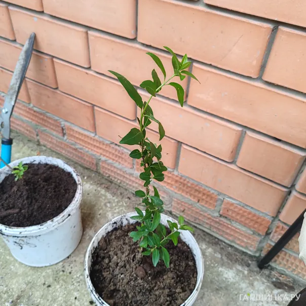 превью изображения отзыва