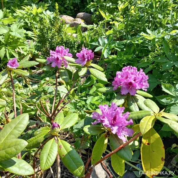 превью изображения отзыва