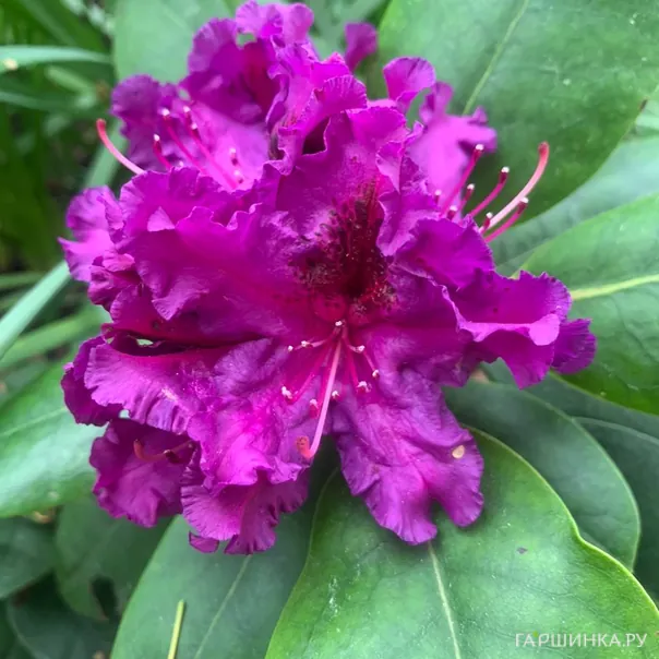 превью изображения отзыва