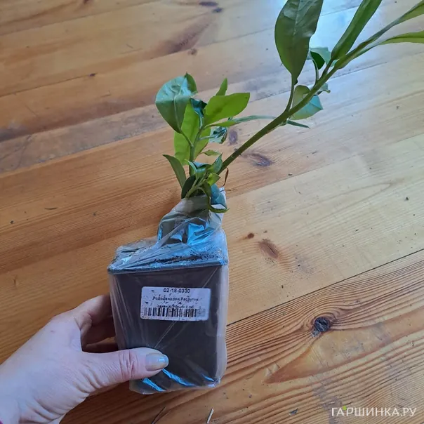 превью изображения отзыва