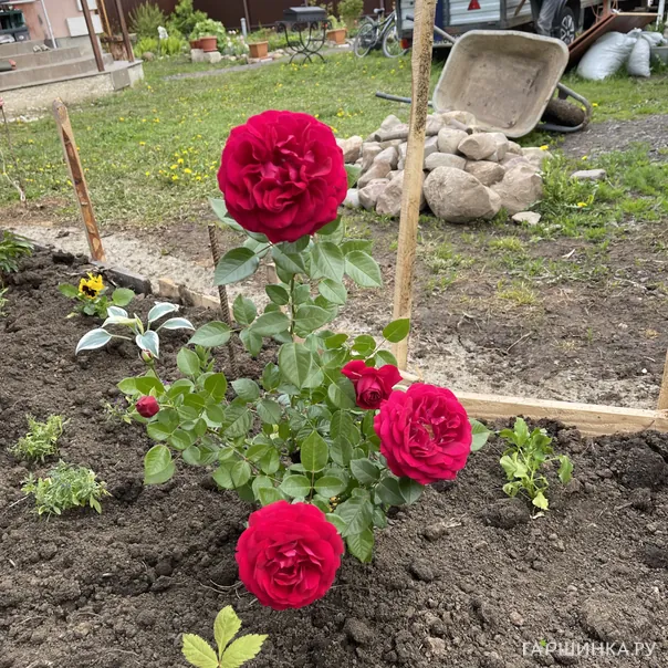 превью изображения отзыва