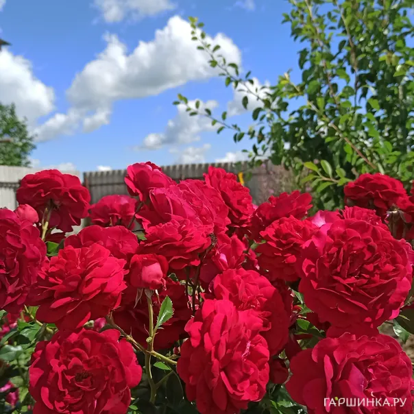 превью изображения отзыва