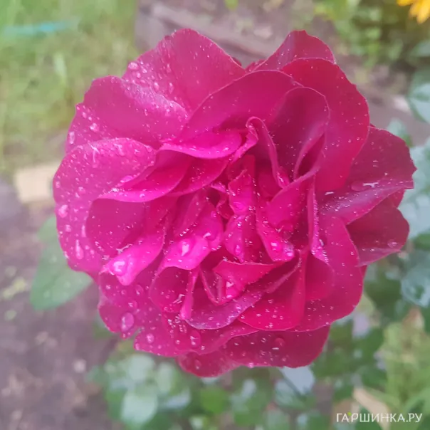 превью изображения отзыва