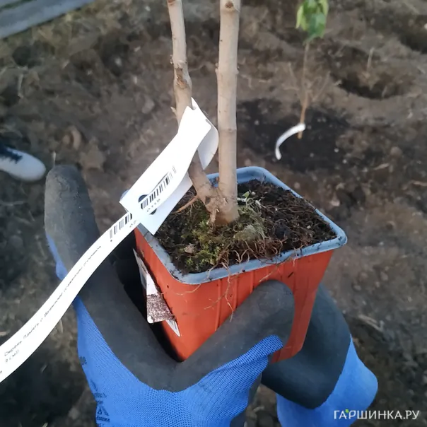 превью изображения отзыва