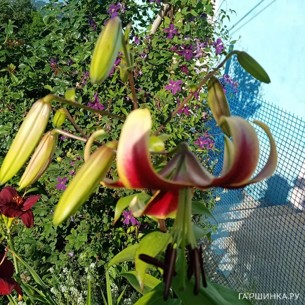 превью изображения отзыва