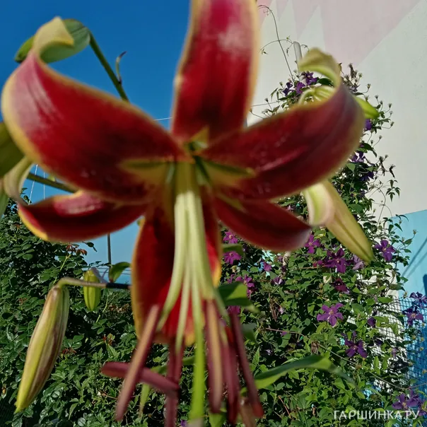 превью изображения отзыва