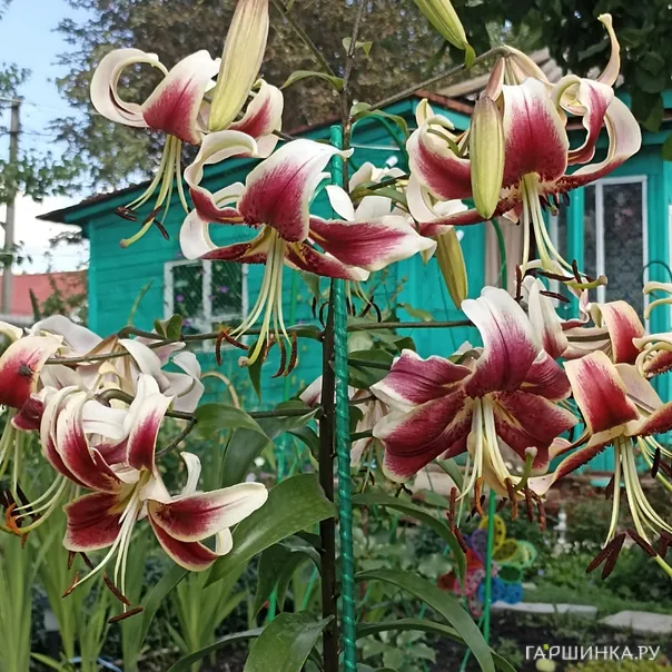 превью изображения отзыва