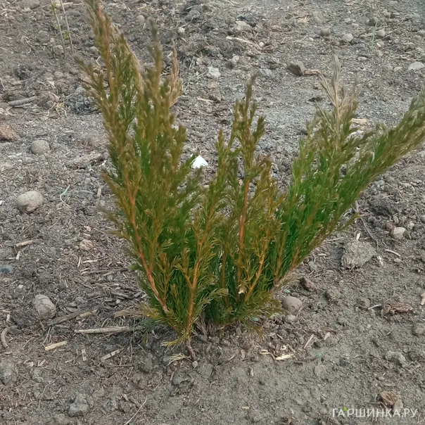 превью изображения отзыва