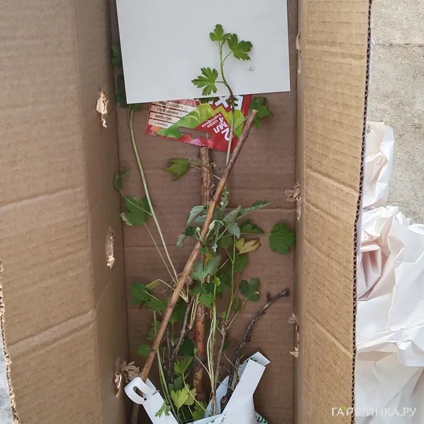 превью изображения отзыва