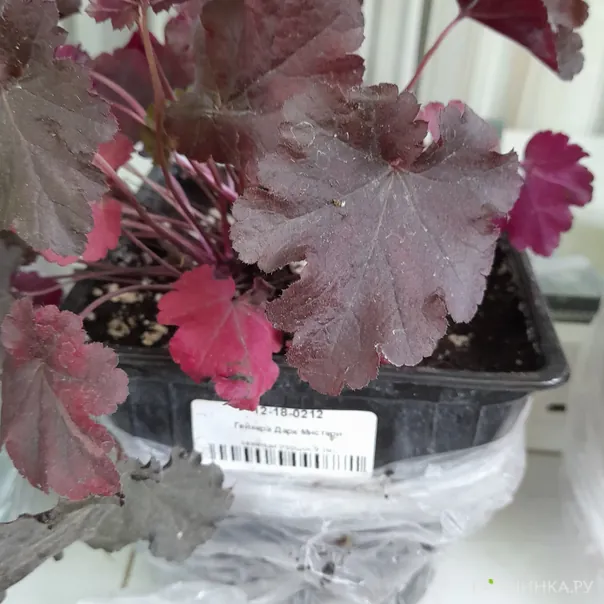 превью изображения отзыва