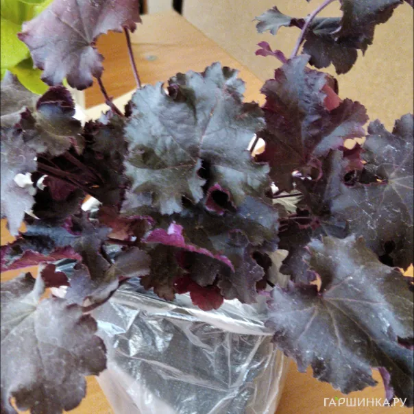 превью изображения отзыва