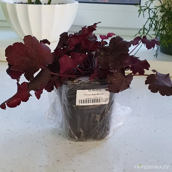 превью изображения отзыва