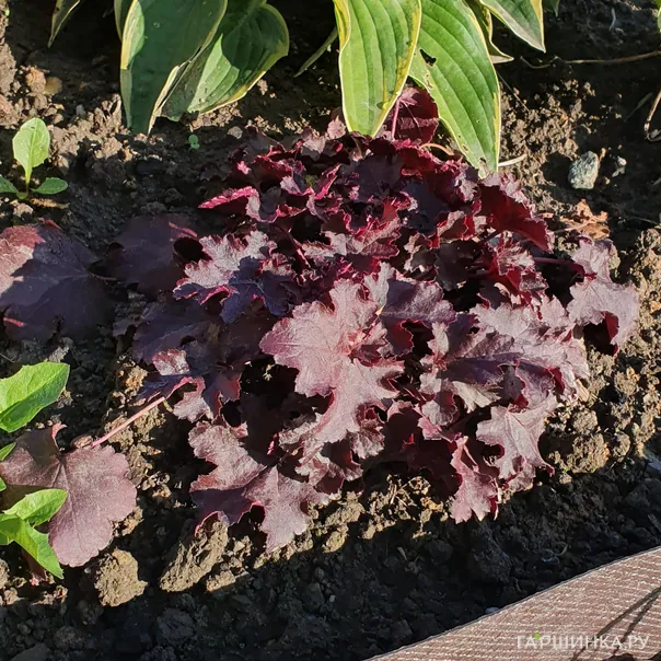 превью изображения отзыва