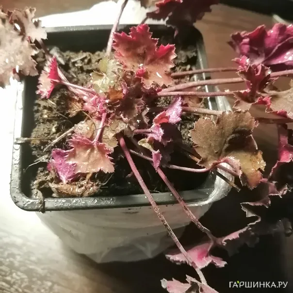 превью изображения отзыва