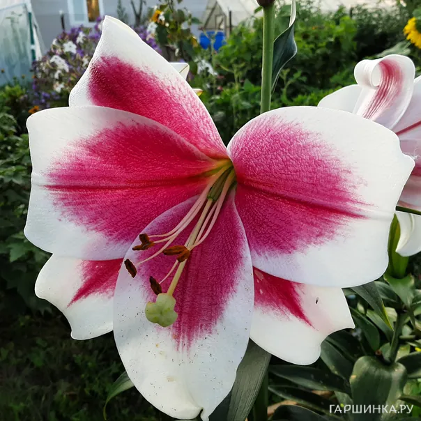 превью изображения отзыва