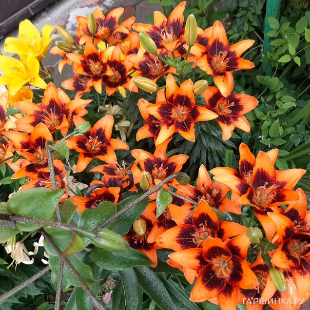 превью изображения отзыва