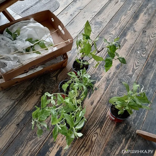 превью изображения отзыва