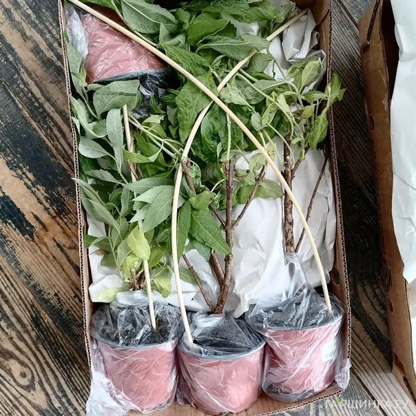 превью изображения отзыва