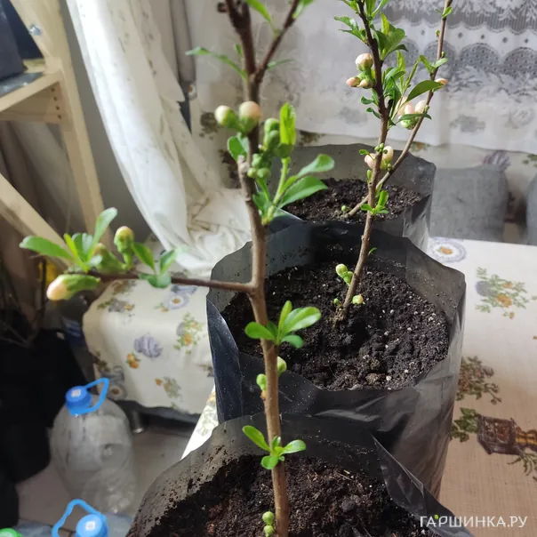 превью изображения отзыва