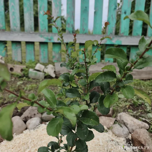 превью изображения отзыва