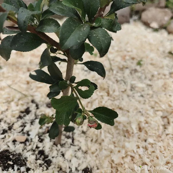 превью изображения отзыва