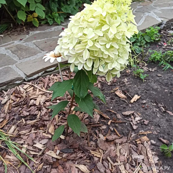 превью изображения отзыва