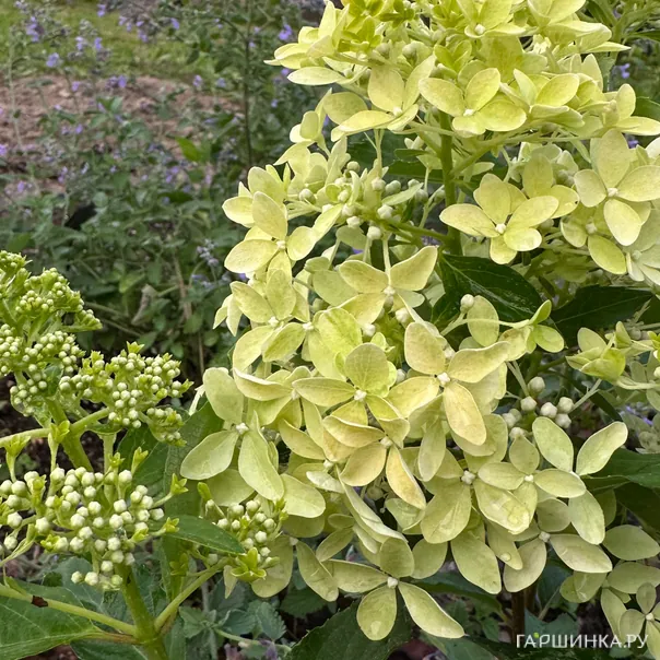 превью изображения отзыва